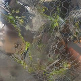 Aedis-Saense  [Release: 12.01.2026]