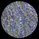 1morning-Because I Told You So