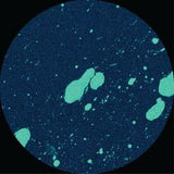 Connor Wall-Equals   [Release: 10.04.2026]