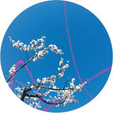 Extra-Flowerchild  [Release: 15.07.2026]