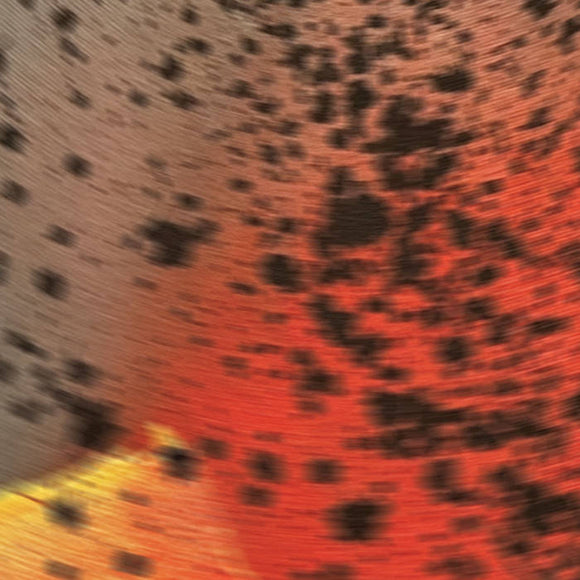 Sciahri-Pareidolia III    [Release: 16.05.2025]
